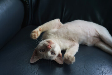 Sleepy White cat on a sofa grey. Fall weekend cozy and happy concept with animal.