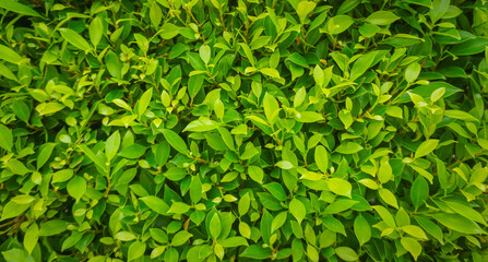 Fototapeta na wymiar Green leaf texture background. Wallpaper leaf Surface natural green plants landscape, ecology, fresh wallpaper concept.