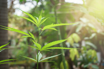 Fototapeta na wymiar Green cannabis leaves on blurred background. Growing medical marijuana. Marijuana leaves, cannabis beautiful indoor cultivation.