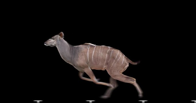 Kudu antelope runs gallop. Two variations: with horns (male) and without horns (female). Isolated cyclic animation. Element for visual effects.