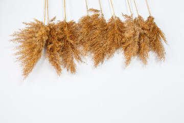 Branches of dry grass of brown color on a white background. Place for an inscription. Dry clumps decor