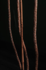 in the foreground there are three brown trunks of a palm tree and one bamboo trunk, the background is black