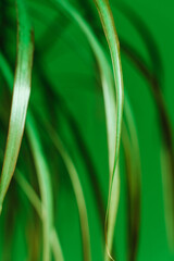 green abstract background