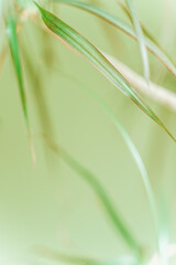  leaves the background is blurred