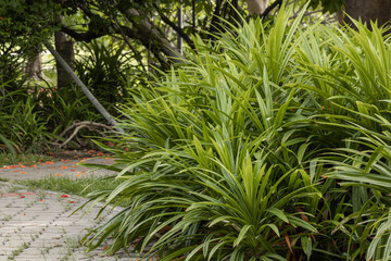 Fresh Pandan plant in the garden. Pandan leaves tropical background.