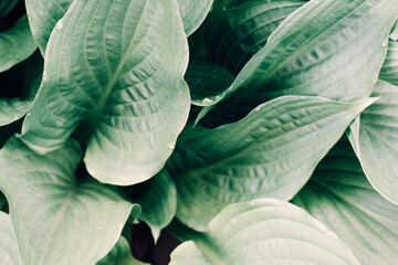 green leaves background