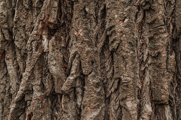 tree bark texture