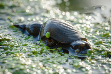 Snail in the ooze close up.