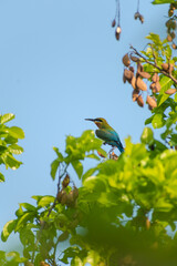 Blue-Tailed Bee Eater sitting on the tree's branch