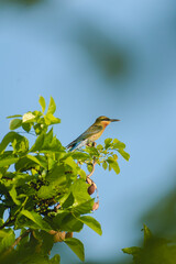 Blue-Tailed Bee Eater sitting on the tree's branch