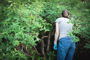 Gardener is harvesting a honeysuckle berry from a tree branches.