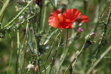 Primo piano di fiori di papavero di un rosso acceso in un campo, sotto il sole splendente di inizio...