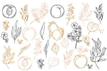 Vector black, gold and pink hand painted elements of fruits and flowers: peaches, peach tree flowers, branches, twigs, leaves. 
