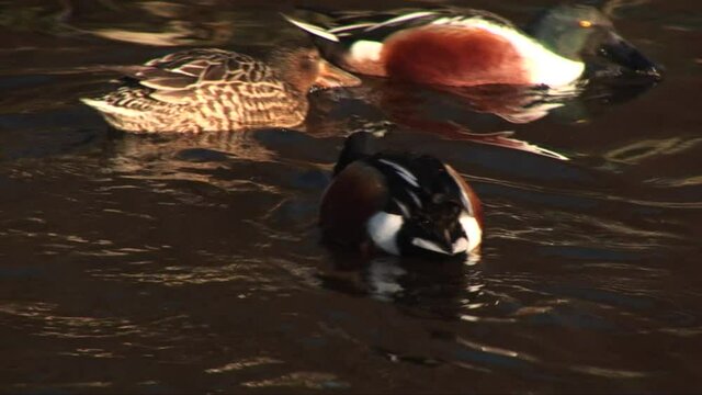 Ducks in a nature reserve close up view of birds on water UK 4K