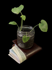 Jar with a green plant in dollars. The tree grows on American money. Concept: financial investments, cash profit, investment growth.
