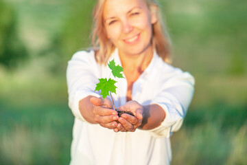 female hands holding a small maple tree Blured background