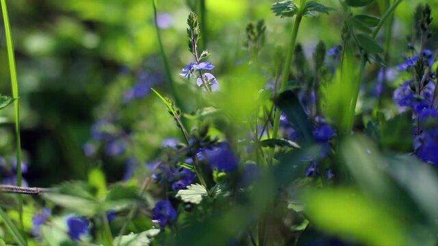 Close-up macro view of beautiful blue spring flowers in wild forest with sunshine light on background. Ecology protection concept. The enjoyment of fresh summer nature. Blossom, blossoming process.