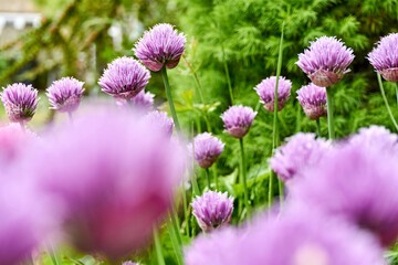 Chives or Allium Schoenoprasum in bloom with purple violet flowers and green stems. Chives is an edible herb for use in the kitchen.  