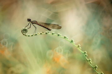 dragonfly on a leaf