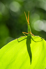 green grasshopper on a leaf