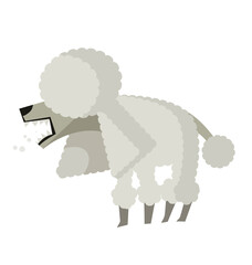 angry cute tiny poodle dog