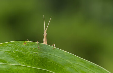 grasshopper on leaf