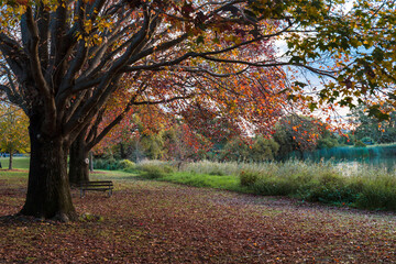 Autumn tree foliage at Centennial Park, Sydney, Australia.