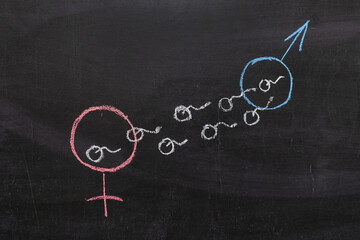 Fototapeta na wymiar Male and female gender symbol on the chalk Board, the sperm coming from the male symbol to the female. Conception of fertilization. Sex education