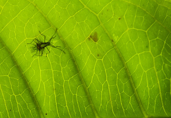 Beautifull Insect