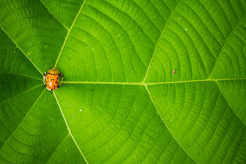 green leaf on a green background