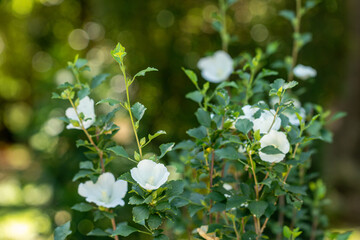 Selective focus white Hibiscus flower bloom in the garden.