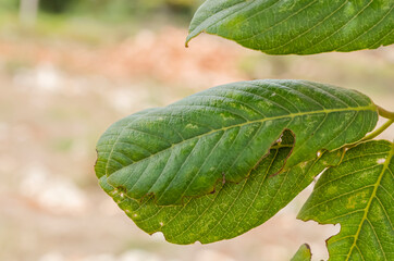 Simple Leaf