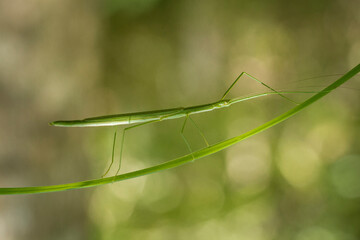 green praying mantis