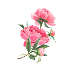 Beautiful floral bouquet composition with watercolor pink peony flowers. Stock illustration