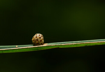 Bee Hive