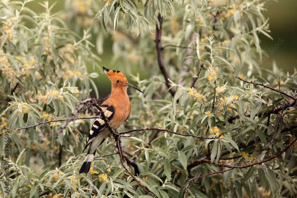 Wall mural The Eurasian hoopoe (Upupa epops) sitting on a light green bush.Typical image in the Hungarian landscape.Interesting European bird.