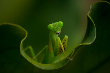 Praying Mantish