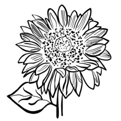 Sunflower black and white hand drawn vector illustration on white background
