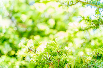 green leaves background
