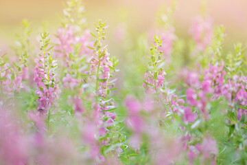 Selective focus Willowleaf angelon flower in the garden.Beautiful purple flower in the garden.