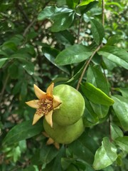 pomegranate in  Ripping sate