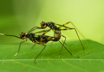 ant on leaf
