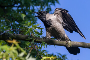 A young crow with wings spread sits on a thick branch and opens its beak very widely in anticipation of food. Blue sky and green foliage. Warm summer day in the park. Wildlife. City birds. Close-up.