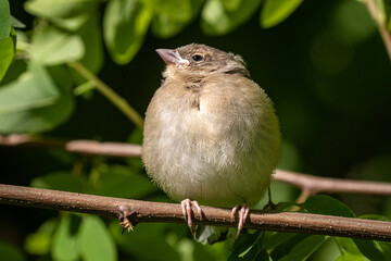 A tiny finch sits on a branch in dense bright green foliage. The first independent flight of the chick from the nest. City birds. Wildlife. Spring. Close-up.