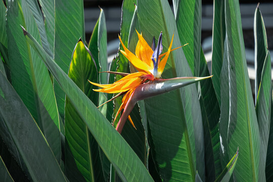 105 最適な ストレリチア 画像 ストック写真 ベクター Adobe Stock 105 最適な ストレリチア 画像 ストック写真 ベクター Adobe Stock