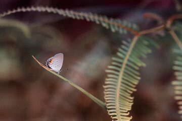 butterfly on a leaf