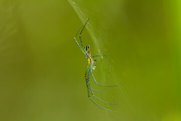 spider on a web