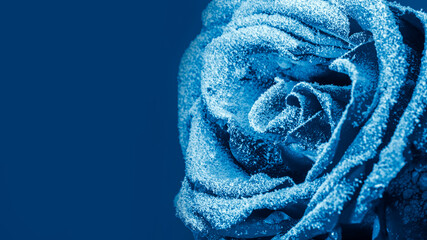 Blue rose covered with snow. Space for text.