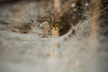 spider on a web