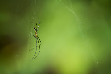 spider on a web